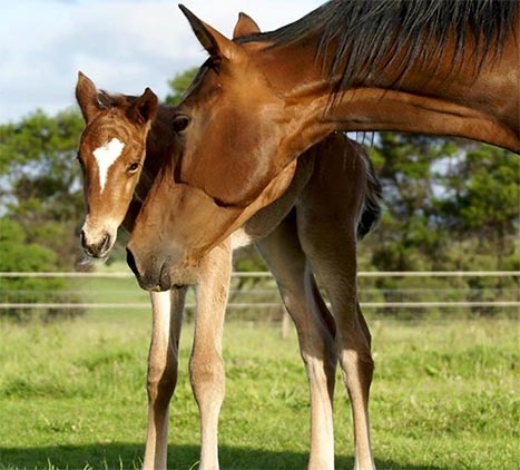 Mare foaling