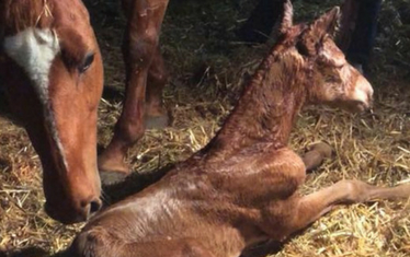 FOAL APP FOALS BORN AROUND THE WORLD