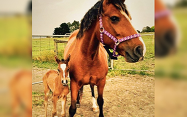 FIRST FOAL BORN USING FOAL APP MONITORING