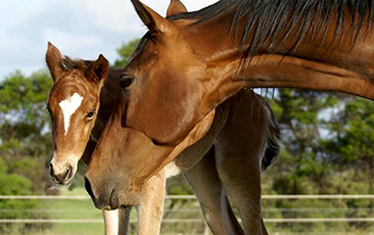 Foal App Ideas for Mare